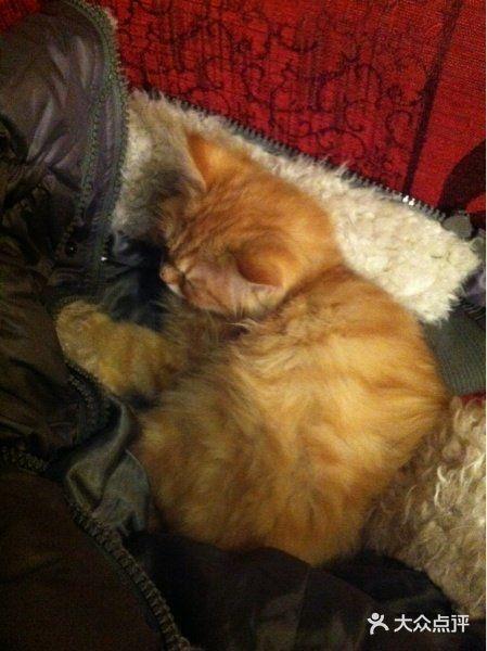 私人影院猫猫,打造专属观影空间,享受静谧观影时光