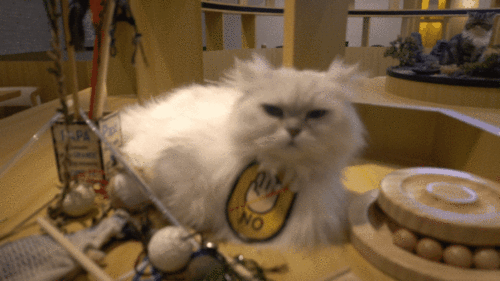 私人影院猫猫,打造专属观影空间,享受静谧观影时光