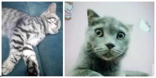 私人影院猫猫,打造专属观影空间,享受静谧观影时光
